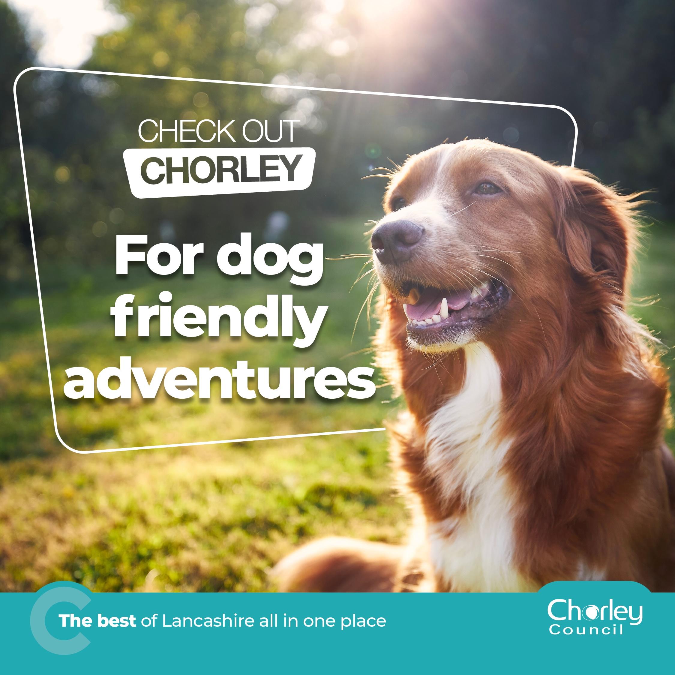 Dog friendly adventures