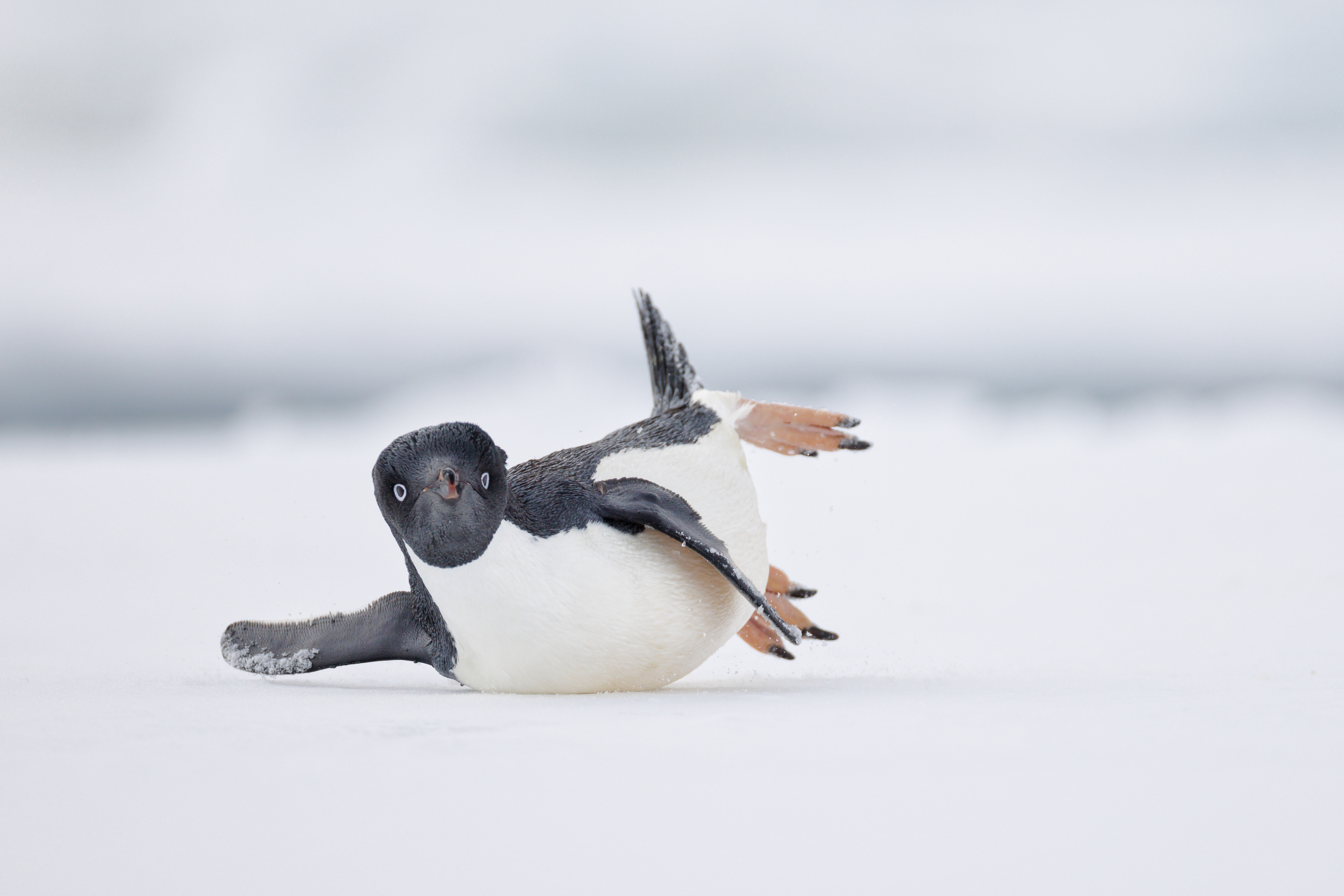 Bird Photographer of Year Exhibition